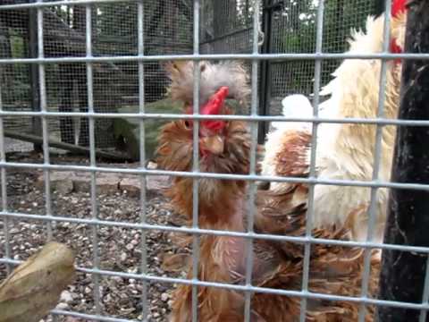 Секскурицы и петуха видео фото 161-453 Секскурицы и петуха видео фото 161-453