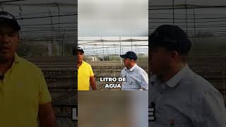 Nufosol y Trombo: ¡La dosis secreta para tus plántulas en vivero! #shorts