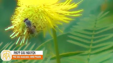 Phút Cầu Nguyện, Thứ Sáu 29/09/2023: Vương quyền của Đức Giêsu Kitô