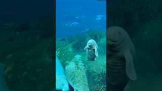 Absolutely Adorable Baby Manatee! 🦦💖 Cutest Baby Manatee Ever! So Sweet and Gentle