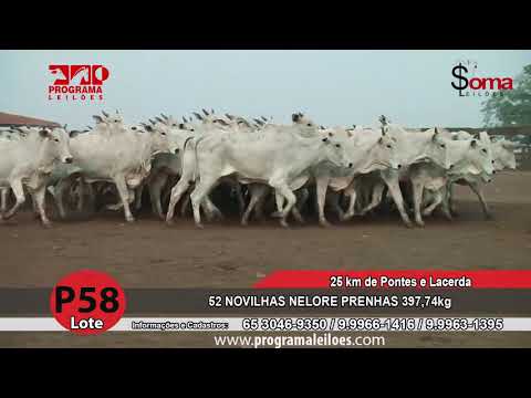 LOTE P58