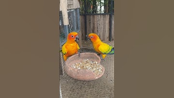 Talking parrot interacts adorably with owner