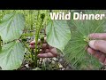 Basswood Leaves, Pine Tips, and Ostrich Ferns - Wild Salad and Cookout