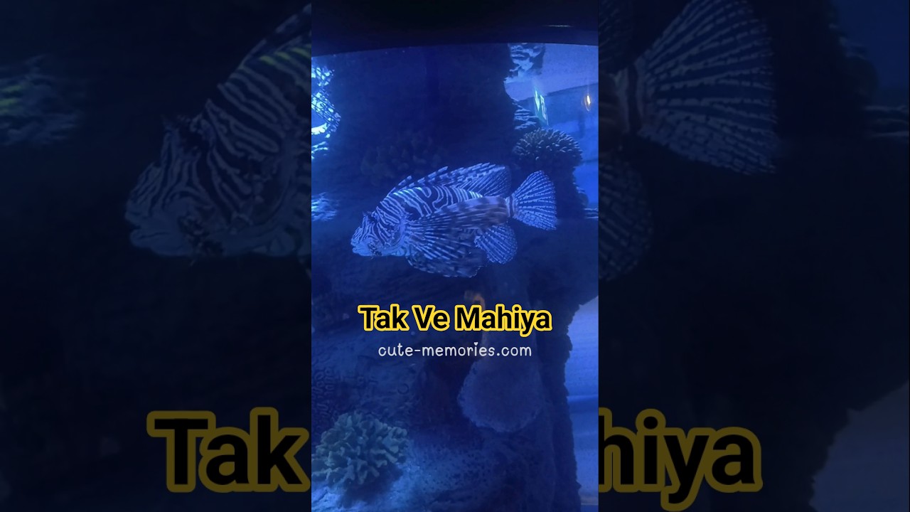 Beautiful fishes of Sharjah Aquarium | #sharjahaquarium #aquarium #uaetour #sharjahtour