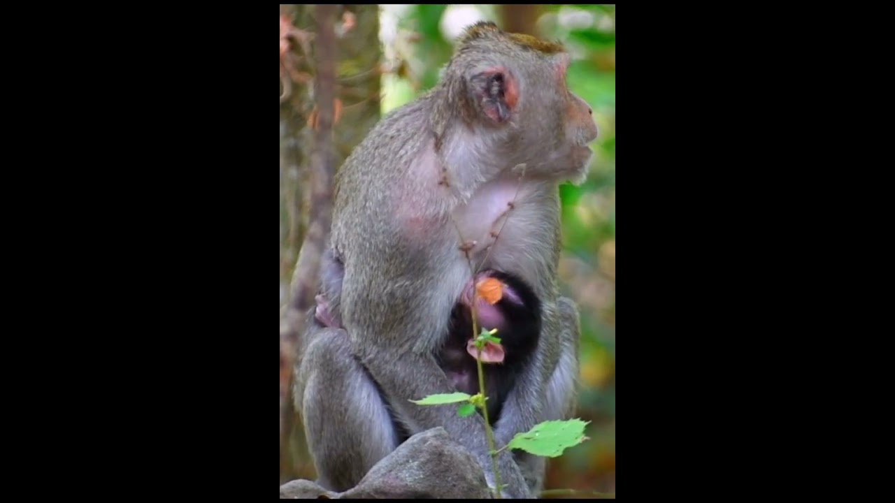 Adorable just newborn baby get milk