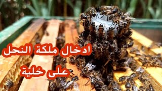 طريقة ادخال ملكة النحل على خلية ميتمة مع بعض النصائح المتبعة