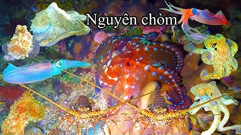 T_233_ GẶP NGUYÊN CHÒM BẠCH TUỘC VỚI MỰC LÁ,TÔM HÙM ĐỎ, TẠI HÒN BỐ