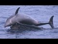 Pametni delfini: Kad se umore prevoze se na kitovima (VIDEO)