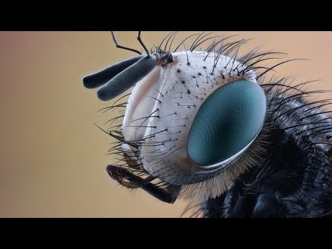 Video: Wat Is Entomologie?