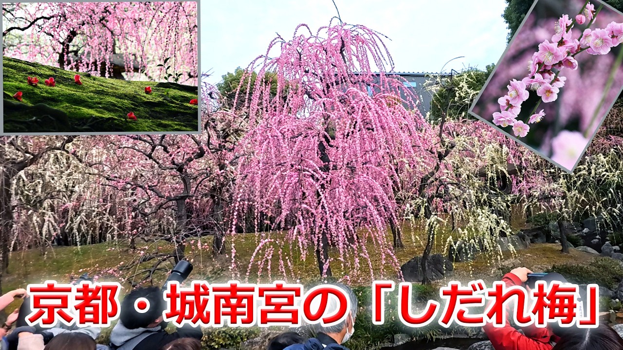 京都・城南宮の「しだれ梅」【ロングバージョン】（京都市伏見区）The weeping plum blossoms at Jonangu Shrine are in full bloom