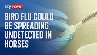 Bird Flu Can Infect Horses Without Causing Any Symptoms, According To New Research.