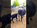 buffalo farming, buffalo talaab, buffalo cartoon, bhains wala cartoon,#cows #animals #buffalo