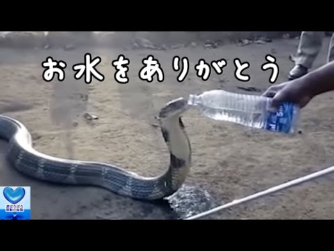 厳しい干ばつの中、村に水を求めてやってきたキングコブラ!人間が持つペットボトルから直接水を飲む・・・【感動】