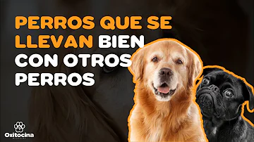 ¿Qué razas de perro se llevan bien con otras razas de perro?