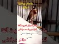 تغريد طائر حسون حافظ على شريط أنفا وباقين مزال مشترك معاكم تركيبة البيضاوية سوق مقنين البوح تغريد طائر حسون حافظ على شريط أنفا وباقين مزال مشترك معاكم تركيبة البيضاوية سوق مقنين البوح
