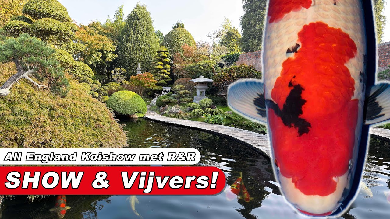 Vijverbezoeken & All England Koi Show 🐟🇬🇧 - R&R Koitravel 2025