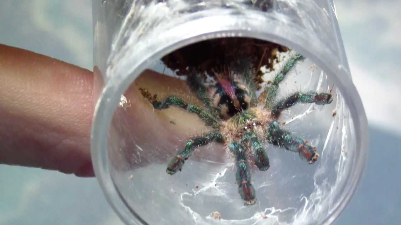 Avicularia diversipes a.k.a. Amazon Sapphire Pink Toe