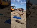 El momento en que un dingo ataca una turista en una playa y la muerde