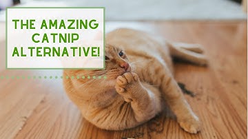 An Amazing CATNIP ALTERNATIVE!