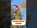 50 फिट ऊंचे पेड़ पर बिल्ली और बन्दर की जबरदस्त लड़ाई । #reels #shorts #shortsfeed #kuwait #cat