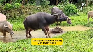 Kenangan Makkambi Tedong cipt. Murat Malela. Lagu daerah palopo, tanah luwu
