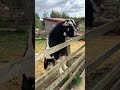 This Goat Is Way Too Friendly 😂🐐