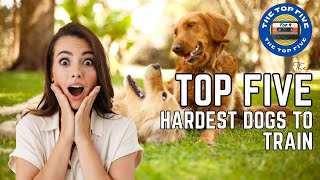 Navigating the Challenges: Top 5 Hardest Dogs to Train [4K]