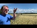 Cover crops and weeds. How to go to regen from decades of conventional soil abuse...