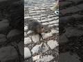 Vi un #capibara bebé y se solucionaron mis problemas🥹 #capibaras #cute #cutebaby #praga #prague