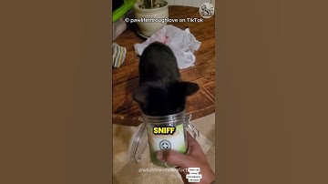 Why Do Cats Go Crazy For Catnip?