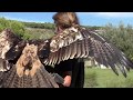 Vuelo de rapaces en Senda Viva 2017 por Charo Tainta