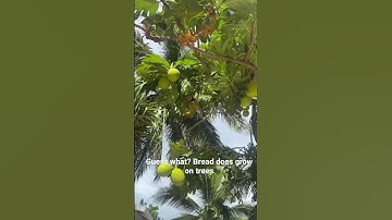 In Zanzibar bread grows on trees 🤪🥖🥐🍞 #breadtree #zanzibar #africa #travel #africantour