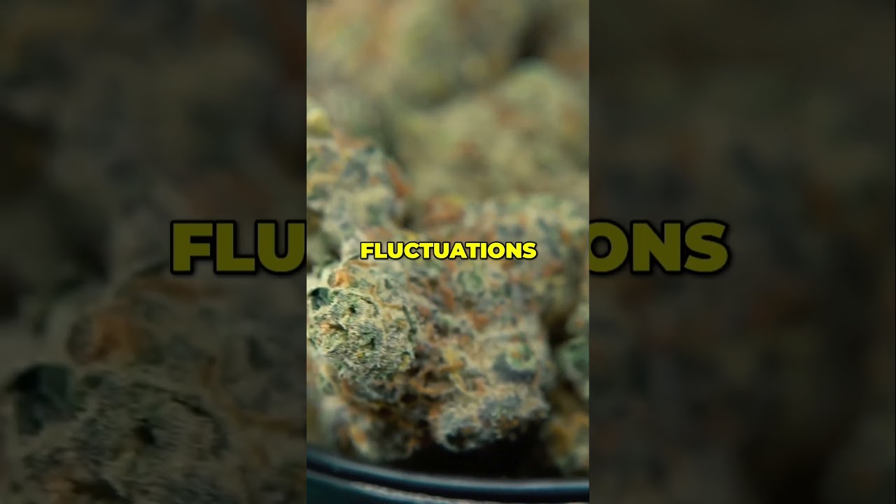 How Willamette Valley’s Terroir Elevates Blackberry Kush’s Flavor and Aroma