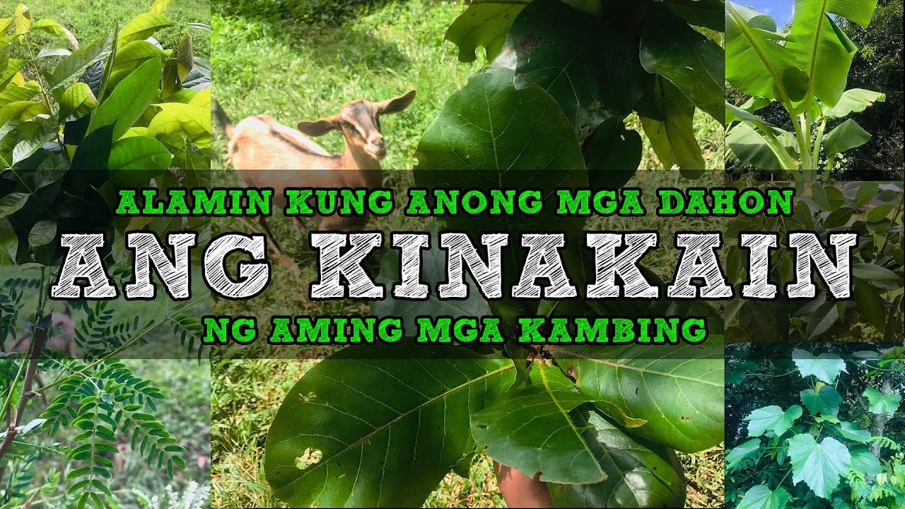 alamin kung anong mga dahon ang kinakain ng aming mga kambing