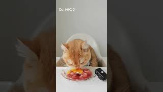 Hungry cat ASMR 🎙️DJI Mic 2