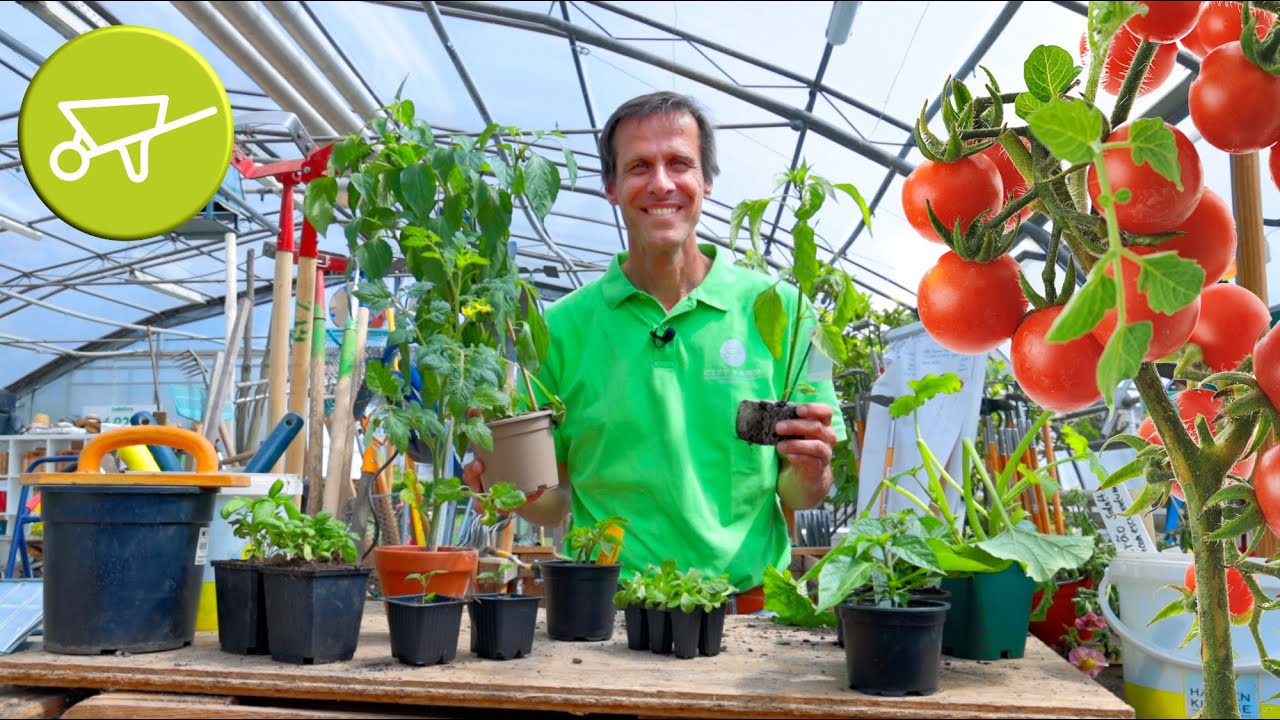 Was muss ich beim Jungpflanzenkauf beachten? Tipps vom Profi zu Pfanzen & Topfgröße, Anbieter uvm👨‍🌾