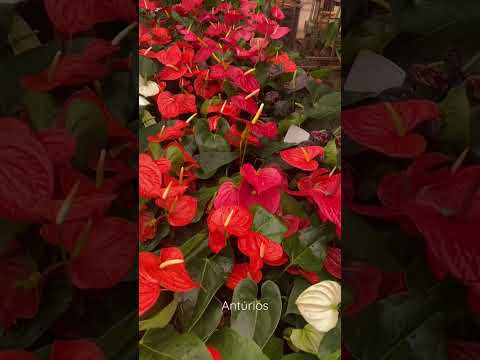 Vídeo: Plantas compactas de viburno: cultivo de tipos anões de viburno no jardim