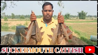 😳 Amazing fish | Suckermouth catfish | Common pleco fish 🐟😱