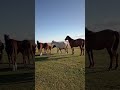 Wild Horses Running Free in the Desert — Pure Freedom 🐎🔥 #nature #horse #villagelife #animals