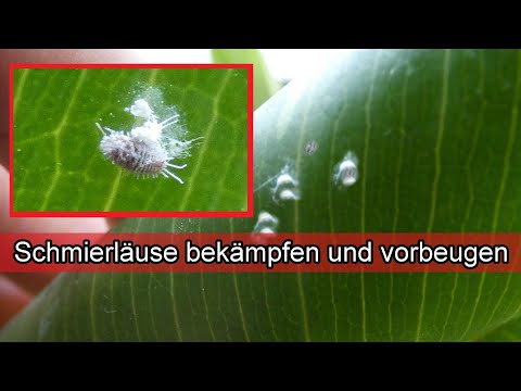 Video: Wie Man Die Schildläuse Bei Zimmerpflanzen Bekämpft