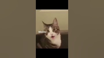 His cat had too much cat nip 🤣