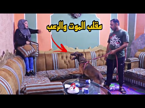 سويت اقوه مقلب بهمسة مقلب الكلب المتوحش همسة اجت اتموت 😂❤️