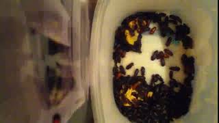 IMG 5678 447