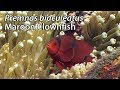 Maroon clownfish premnas biaculeatus stock footage  pal dv
