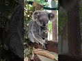 Rescued blind koala with her joey
