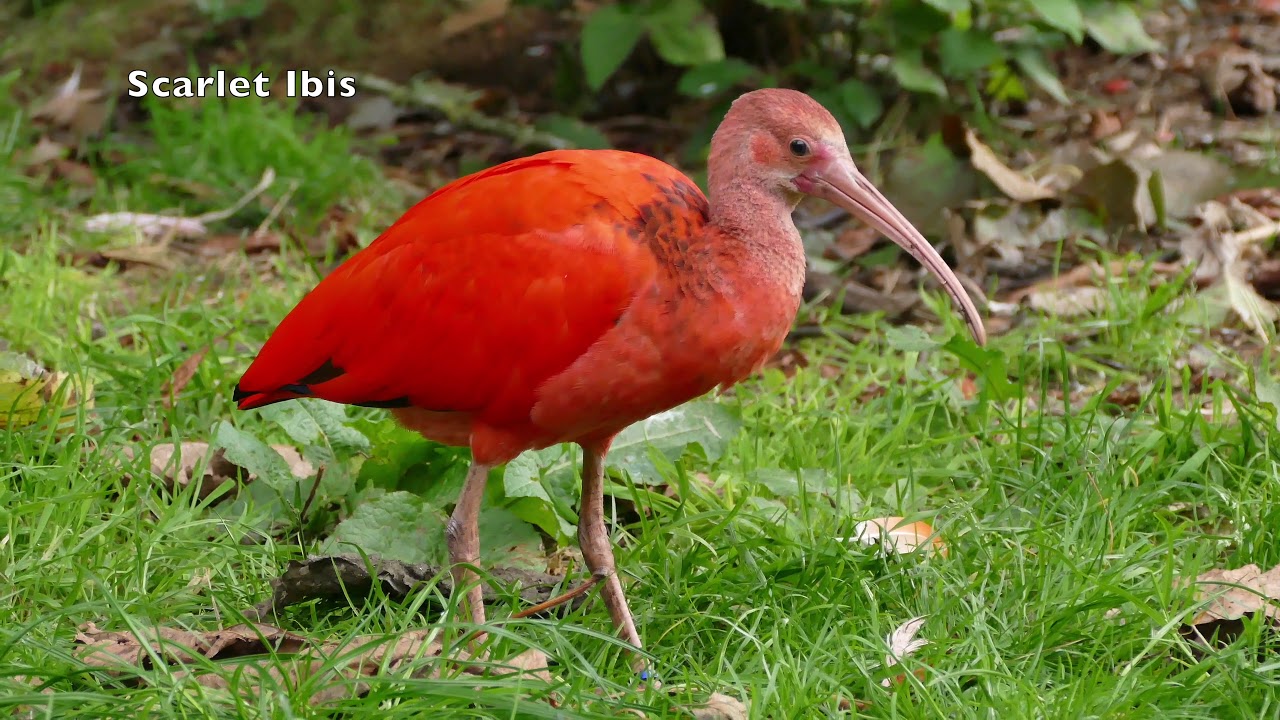 Scarlet Ibis YouTube