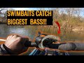 This 1 bait improved my fishing bass love swimbaits