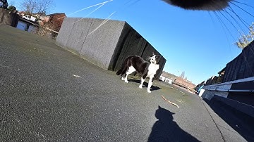 Cat wearing camera fights and asserts dominance