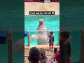 Walrus splashes water at Kid! #shorts #funny #funnyshorts