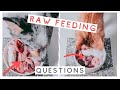 7 Most Common Questions About Raw Feeding Answered